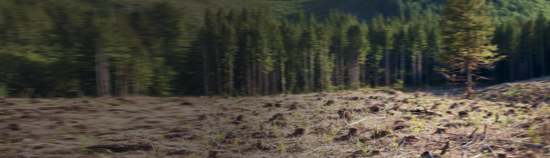 Слайд РЕЗЦЫ ДЛЯ МУЛЬЧЕРОВ ОТ <br> ЛУЧШИХ ПРОИЗВОДИТЕЛЕЙ